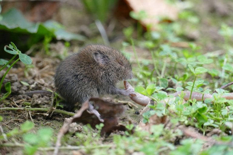 Comment se débarrasser des rats taupiers ?