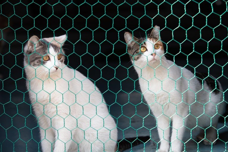 cage trappe chat